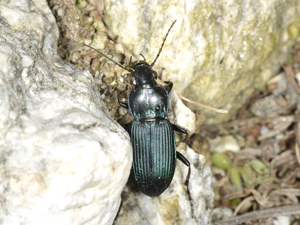 Poecilus? s, ancora P. lepidus gressorius